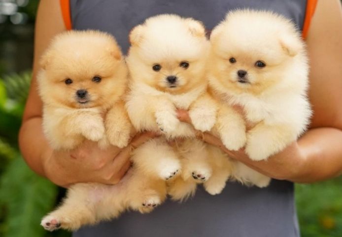 Pomeranian-Welpen abzugeben