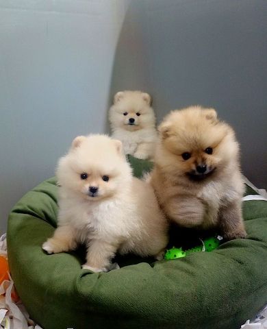 Pomeranian-Welpen suchen ein neues Zuhause
