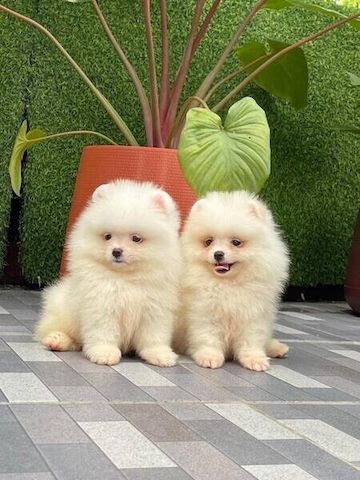Pomeranian-Welpen suchen ein neues Zuhause