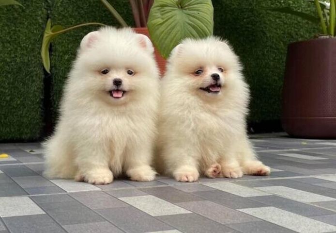 Pomeranian-Welpen suchen ein neues Zuhause