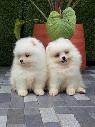 Pomeranian-Welpen suchen ein neues Zuhause