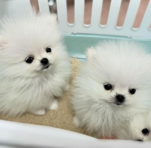 Pomeranian-Welpen suchen ein neues Zuhause