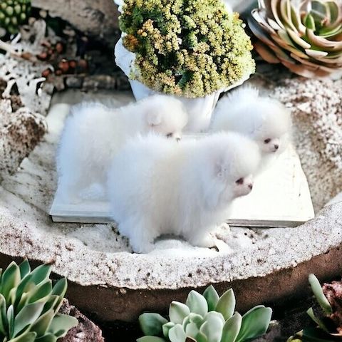 Pomeranian-Welpen suchen ein neues Zuhause