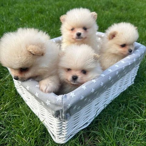 Pomeranian-Welpen suchen ein neues Zuhause