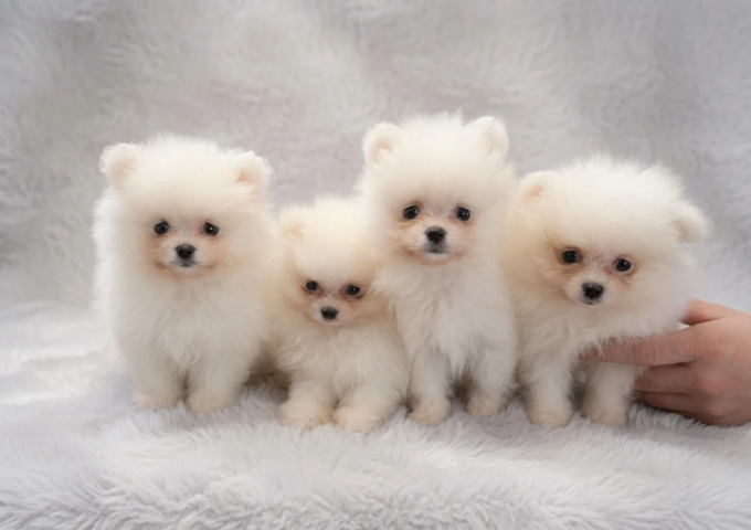 Pomeranian-Welpen abzugeben