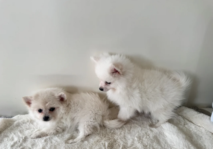 Pomeranian-Welpen abzugeben
