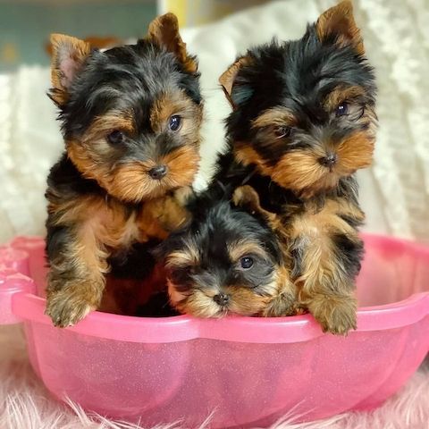 Yorkshire-Terrier-Welpen abzugeben