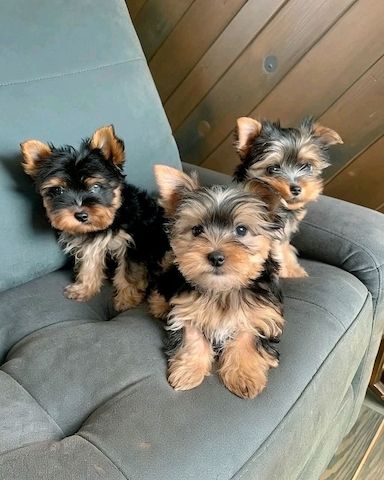 Yorkshire-Terrier-Welpen abzugeben