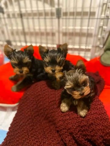 Yorkshire-Terrier-Welpen abzugeben