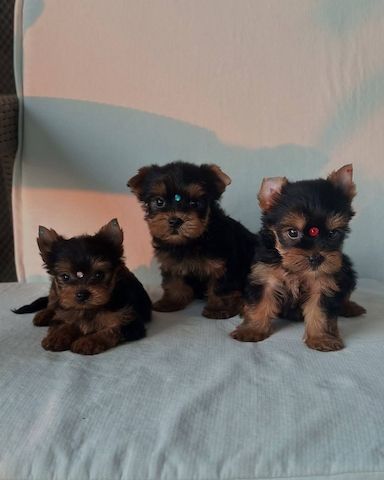 Yorkshire-Terrier-Welpen abzugeben