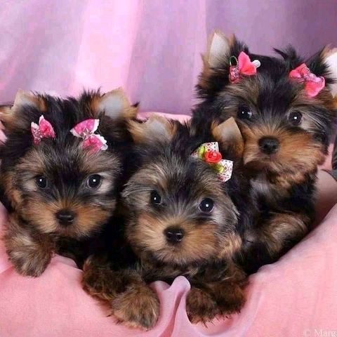 Yorkshire-Terrier-Welpen abzugeben