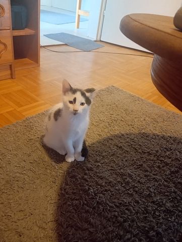 Katzen Kinder