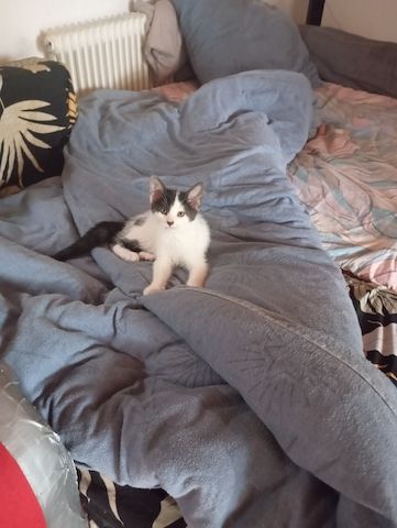 Katzen Kinder