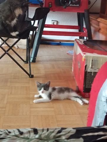 Katzen Kinder