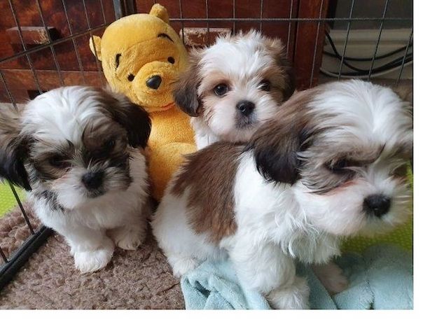 Bezaubernde Shih Tzu Welpen (Rüden und Hündinnen)
