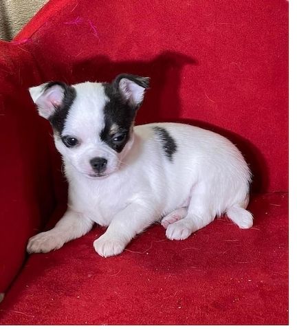 Reinrassige Chihuahua-Welpen