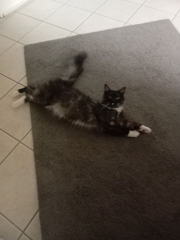 Katzen Kinder