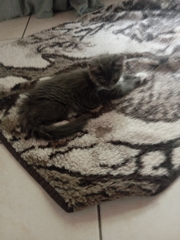 Katzen Kinder