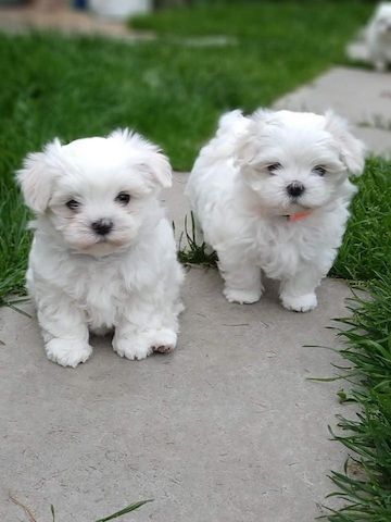 Malteserwelpen abzugeben