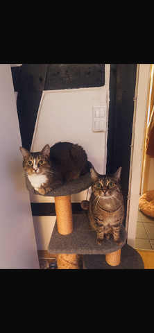 Zwei Katzenbrüder suchen ein Zuhause!