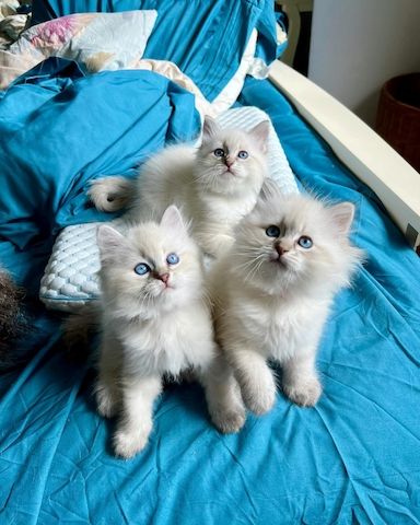 Sibirische Katzenbabys abzugeben