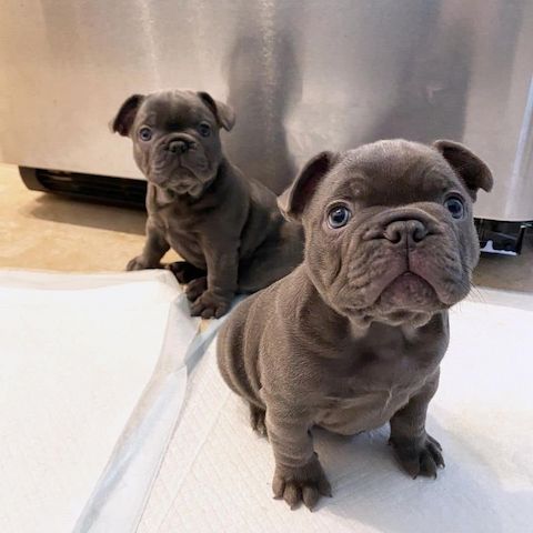 Französische Bulldoggenwelpen abzugeben.