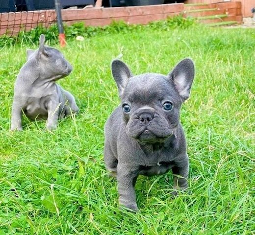 Französische Bulldoggenwelpen abzugeben.