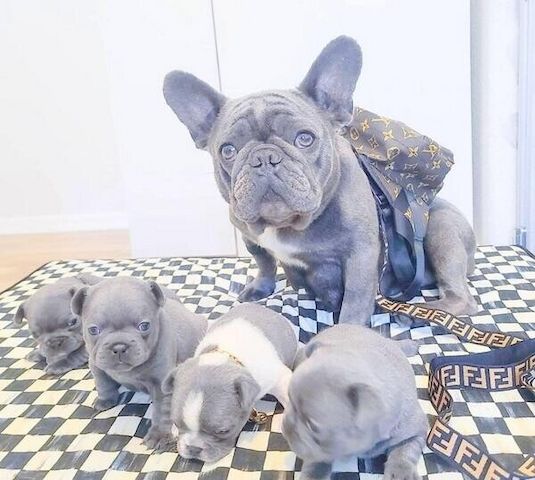Französische Bulldoggenwelpen abzugeben.