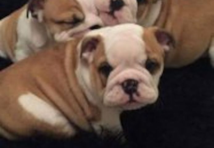 Englische Bulldoggenwelpen abzugeben.