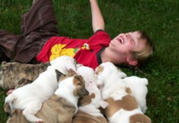 Englische Bulldoggenwelpen abzugeben.