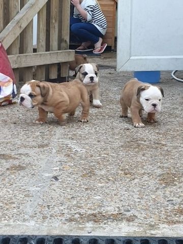 Englische Bulldoggenwelpen abzugeben.