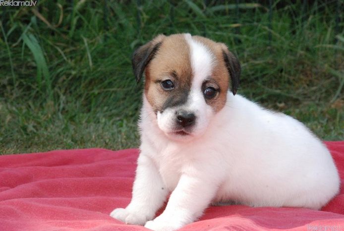 Chihuahua-Welpen