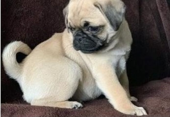 Mops-Welpen