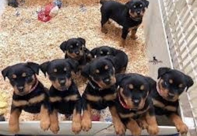 Rottweiler-Welpen mit Stammbaum
