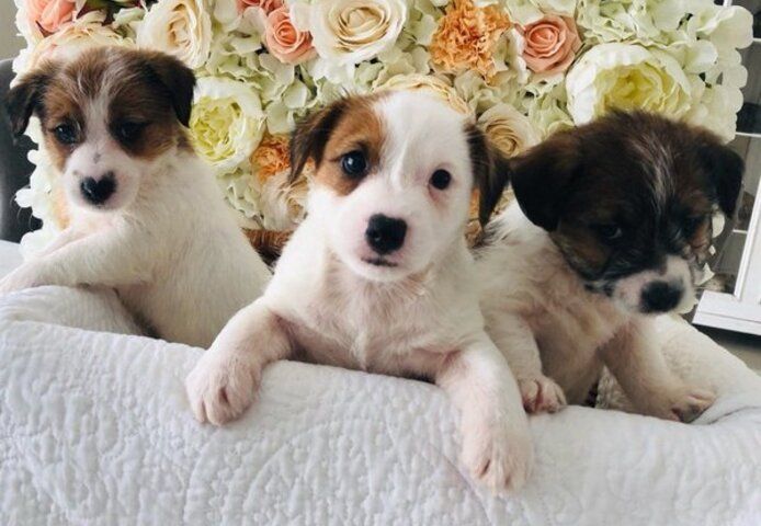 Jack-Russell-Welpen
