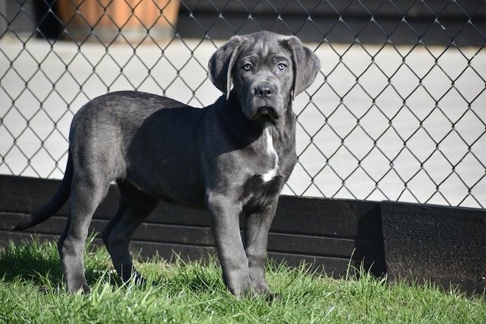 Cane Corso Welpen, blau
