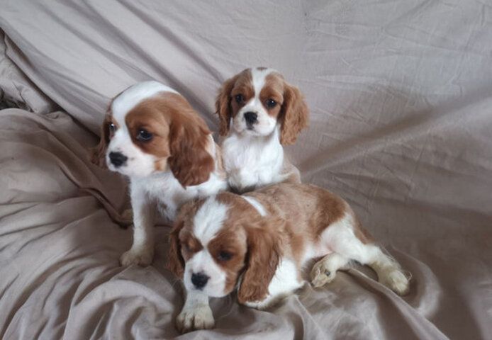Zwei Cavalier King Ch arles Welpen abzugeben