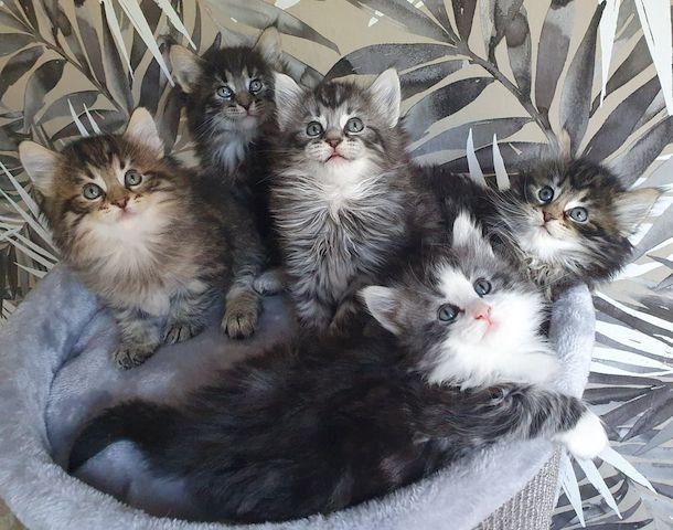 Waldkatzen-Kätzchen (11 Wochen alt)