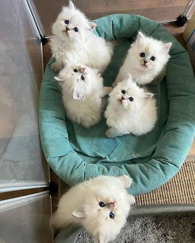 Sibirische Katzenbabys abzugeben.