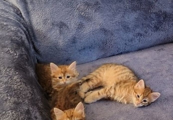 Sibirische Katzenbabys abzugeben.