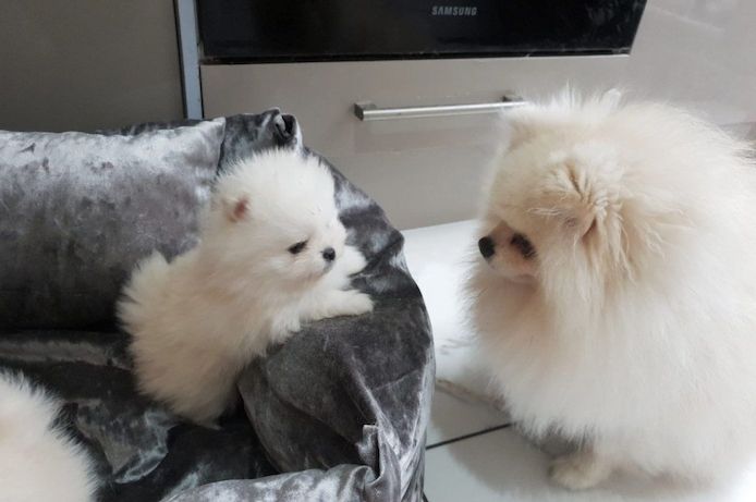 Pomeranian-Welpen abzugeben.