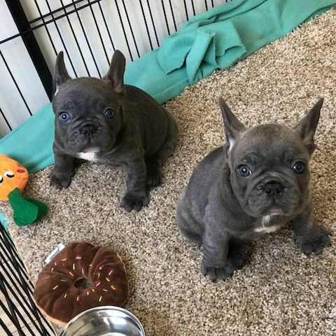Französische Bulldoggenwelpen suchen ein neues Zuhause.
