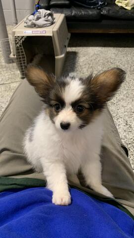 Papillon-Welpen. WhatsApp: +44 7469 456352