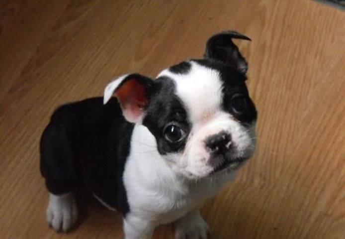 Boston-Terrier-Welpen. WhatsApp: +44 7469 456352