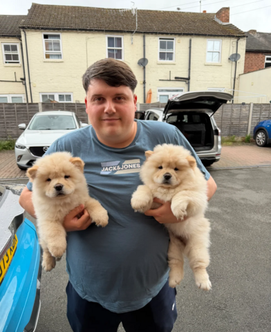 Chow-Chow-Welpen abzugeben.
