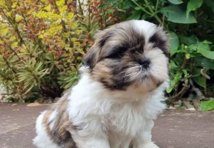 Shih-Tzu-Welpen. WhatsApp: +44 7469 456352