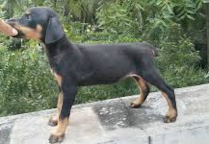 Dobermann-Welpen. WhatsApp: +44 7469 456352