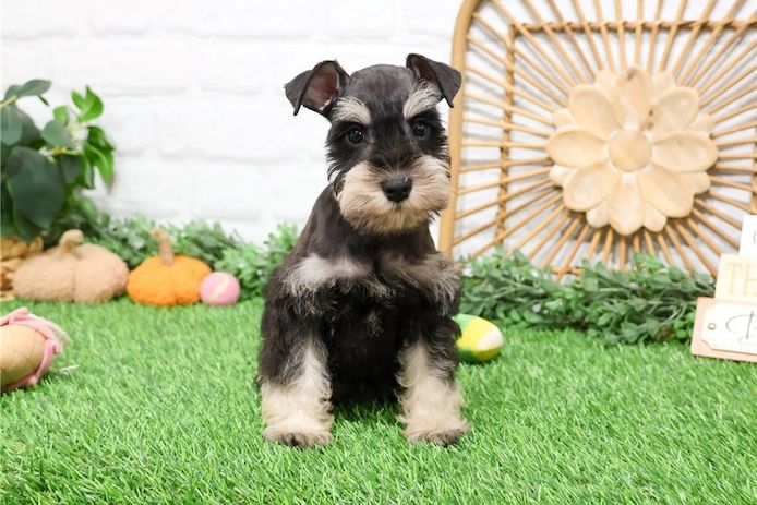 Zwergschnauzer Welpen. WhatsApp: +44 7469 456352