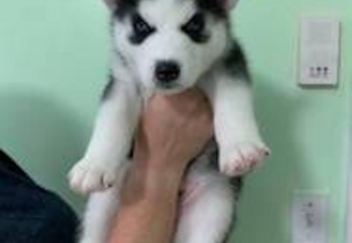 Siberian Husky Welpen. WhatsApp: +44 7469 456352