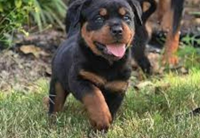 Rottweiler-Welpen. WhatsApp: +44 7469 456352